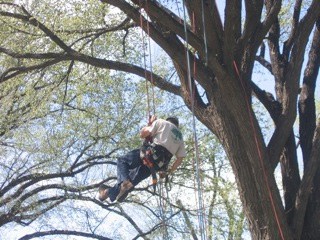 A person climbing a large tree using safety gear, symbolizing versatility and skill in various trades and disciplines.