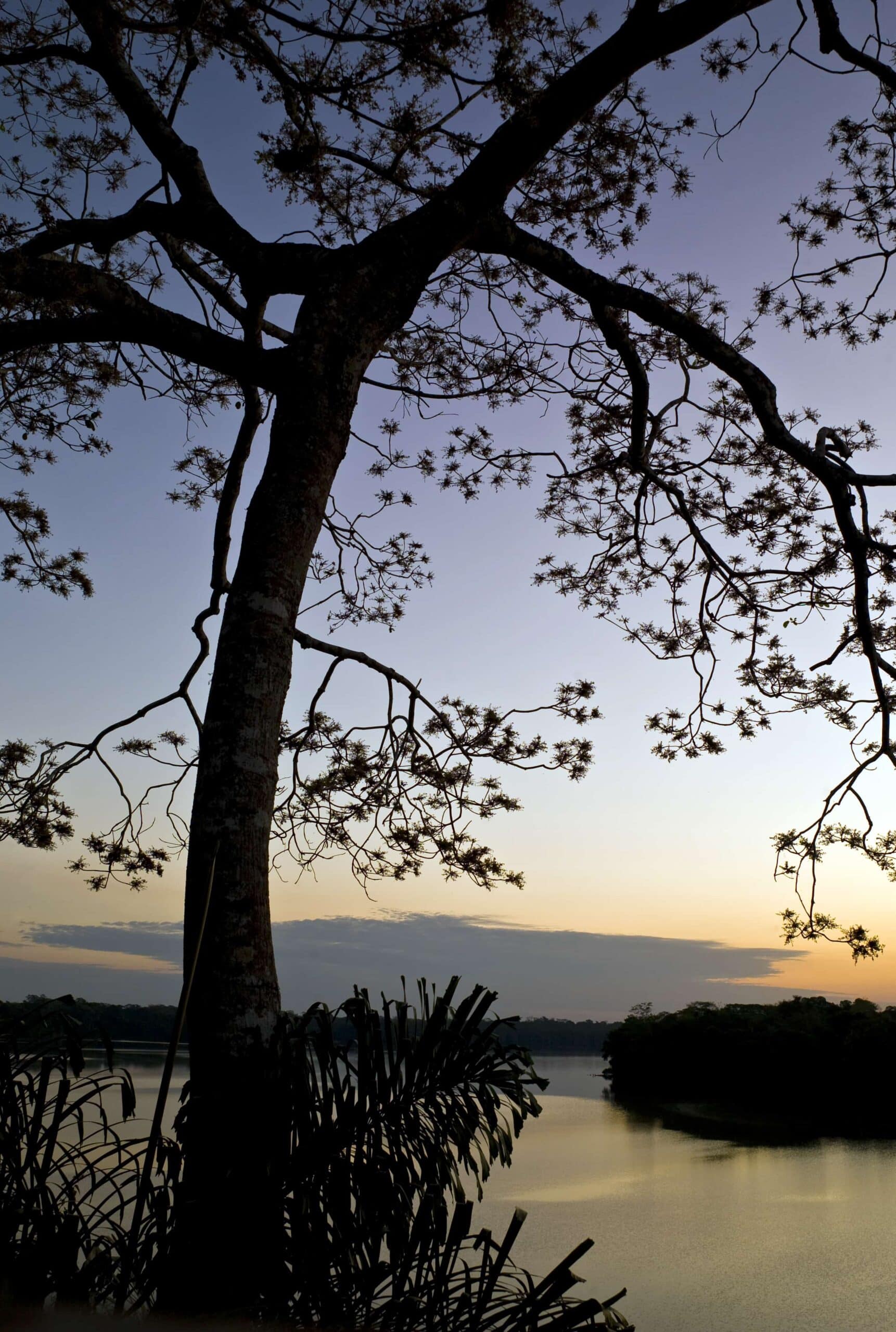 A serene sunset over a calm river with silhouetted trees and lush foliage, symbolizing mindfulness and embracing life's natural flow.