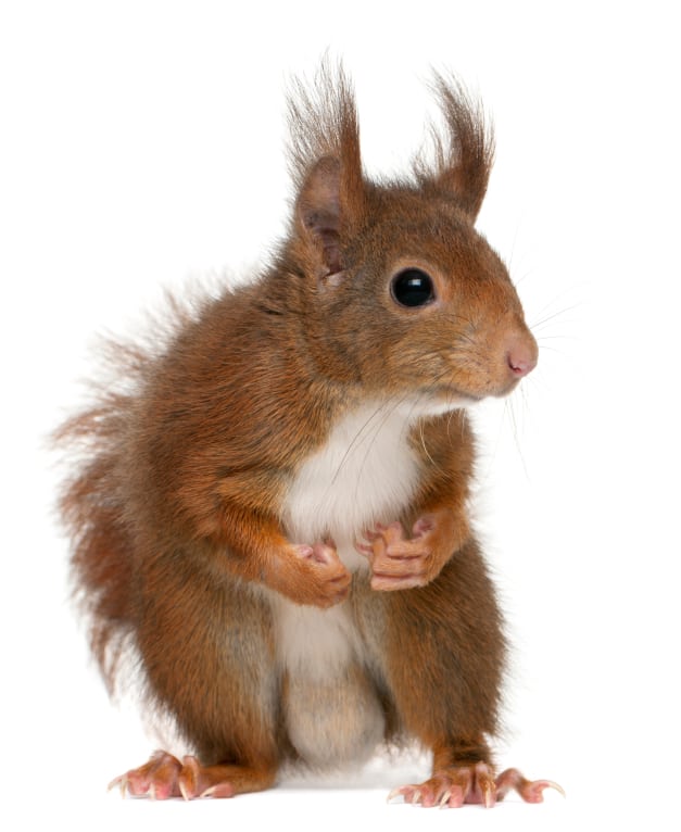 Unique squirrel with a curious expression, symbolizing versatility and adaptability in remote viewing and intuitive skills.