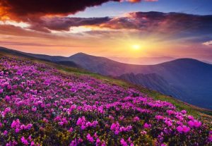 Flower field