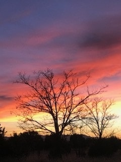 silhouette of a tree in red sunset