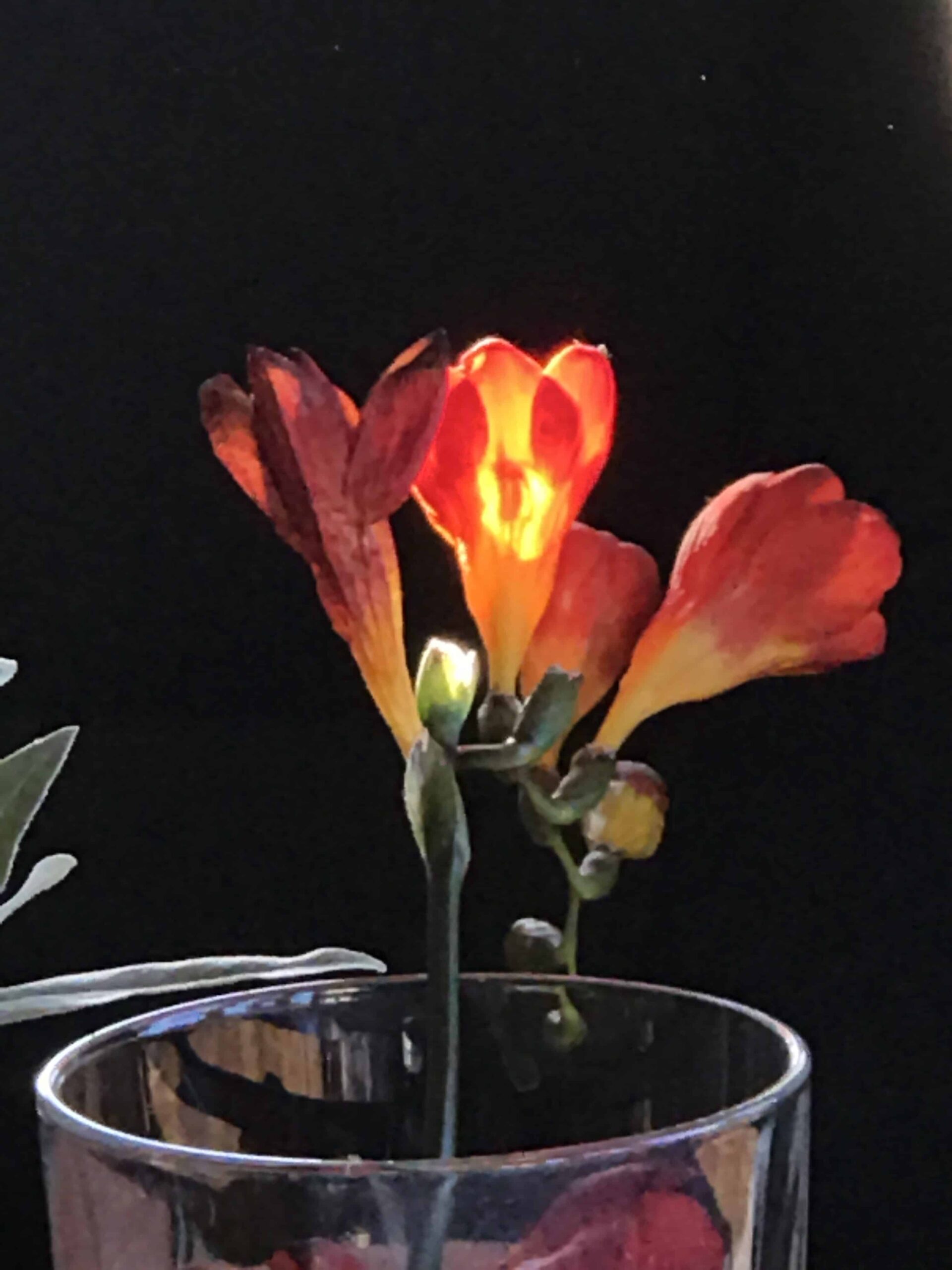 flower in a vase