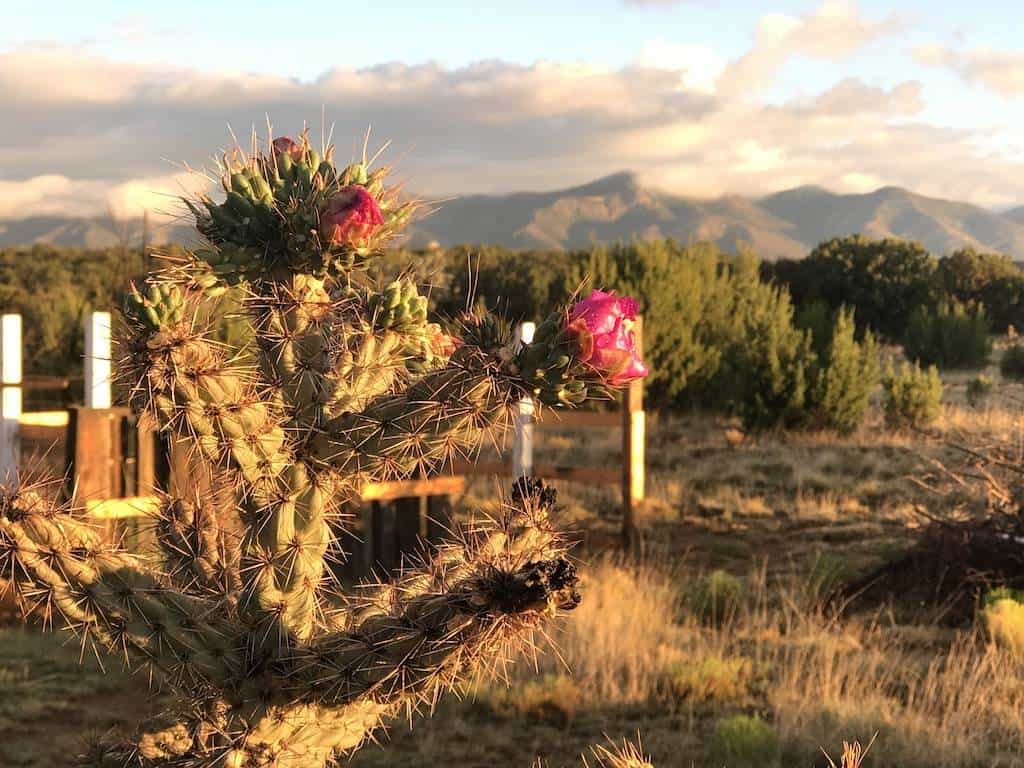 2 cactus image